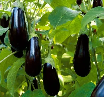 خرید بادمجان جهرمی + قیمت عالی با کیفیت
